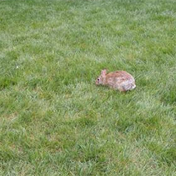 Rabbit on lawn